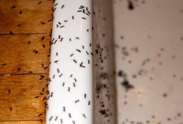 Wildlife Control Services in Hidden Valley Lake, CA